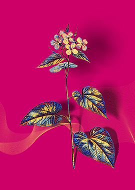 Prismatic Morning Glory