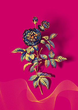 Prismatic 100 Leaved Rose