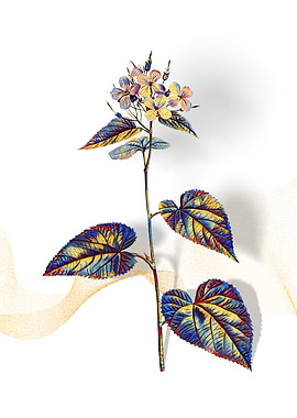 Prismatic Morning Glory