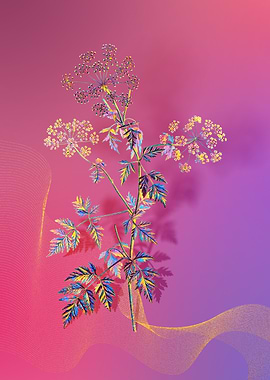 Prismatic Hemlock Flowers