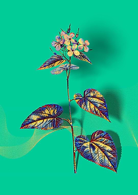 Prismatic Morning Glory