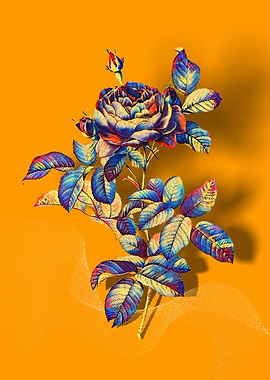 Prismatic Gallic Rose