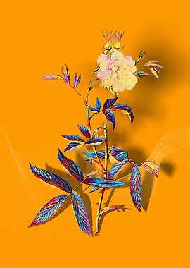 Prismatic Rose of York