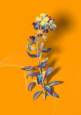 Prismatic Yellow Wallflowe