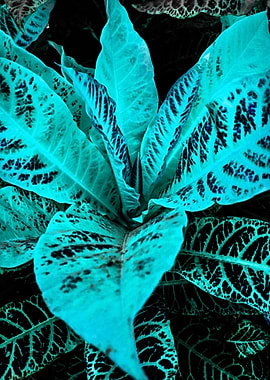 Cyan Leave