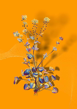 Prismatic Scurvy Grass