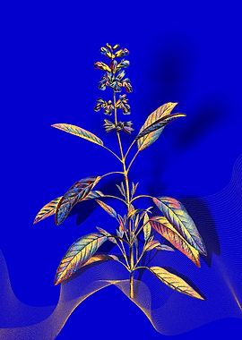 Prismatic Sage Plant