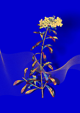 Prismatic White Flowers