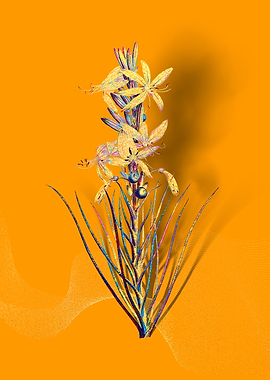 Prismatic Yellow Asphodel