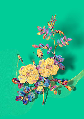 Prismatic Sweetbriar Roses