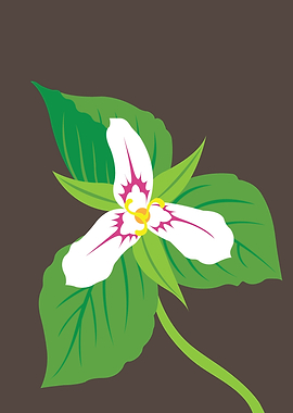 Painted Trillium