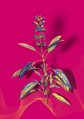 Prismatic Sage Plant