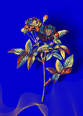 Prismatic Van Eeden Rose