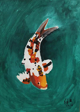 The Koi