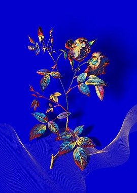 Prismatic China Rose