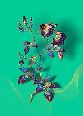 Prismatic China Rose