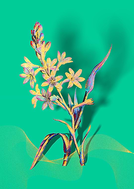 Prismatic Tuberose Flowers