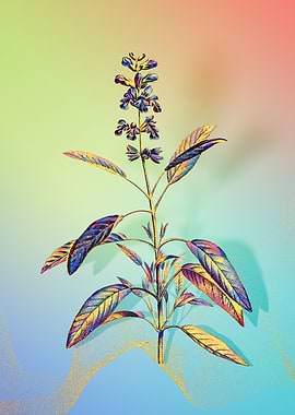 Prismatic Sage Plant