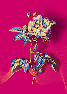 Prismatic Rosa Versicolor