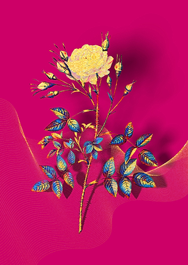 Prismatic Rose Rosenberg