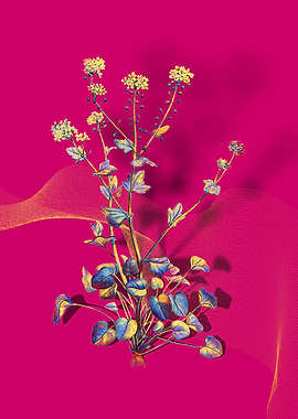 Prismatic Scurvy Grass