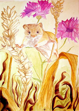 Field Mouse