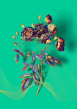 Prismatic Ternaux Rose