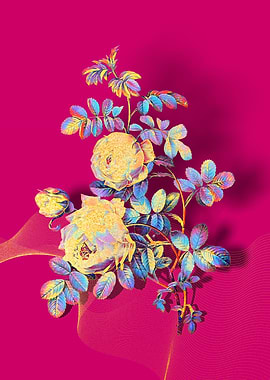 Prismatic Sulphur Rose