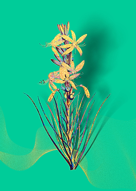 Prismatic Yellow Asphodel