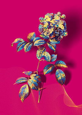 Prismatic 7 Sisters Rose