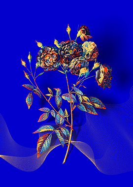 Prismatic Ternaux Rose