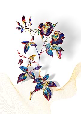 Prismatic China Rose