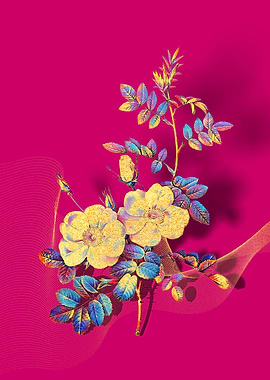 Prismatic Sweetbriar Roses