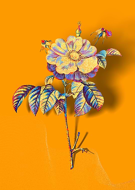 Prismatic Provins Rose