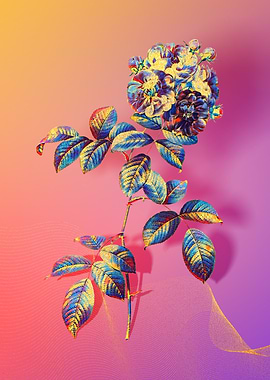 Prismatic 7 Sisters Rose