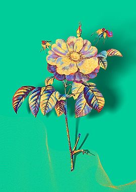 Prismatic Provins Rose