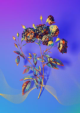 Prismatic Ternaux Rose