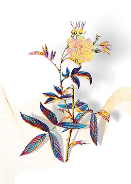 Prismatic Rose of York