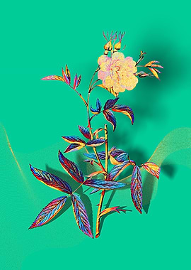 Prismatic Rose of York