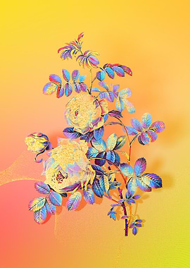 Prismatic Sulphur Rose