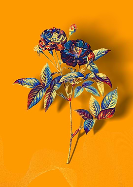 Prismatic Van Eeden Rose