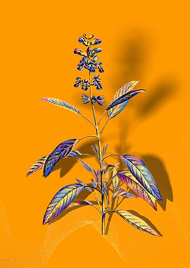 Prismatic Sage Plant