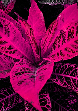PInk Leave