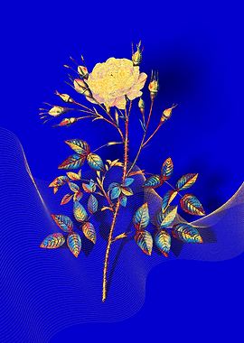 Prismatic Rose Rosenberg