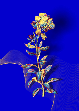 Prismatic Yellow Wallflowe