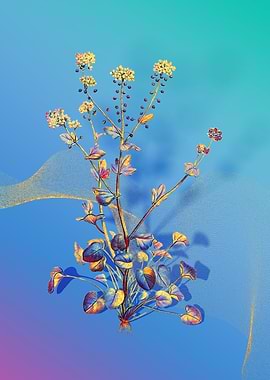 Prismatic Scurvy Grass