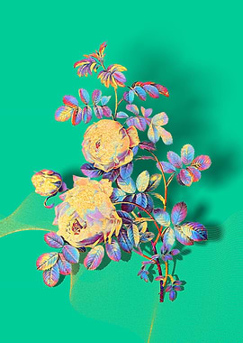 Prismatic Sulphur Rose