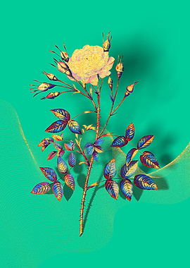 Prismatic Rose Rosenberg