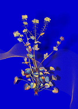 Prismatic Scurvy Grass