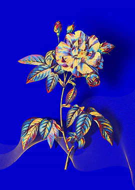 Prismatic Rosa Versicolor